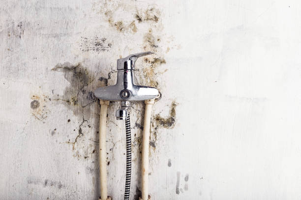 Best Mold Removal Company Near Me  in Cheswold, DE
