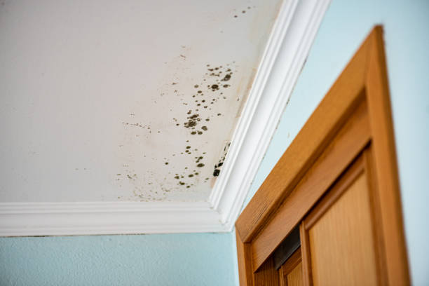 Best Attic Mold Removal  in Cheswold, DE