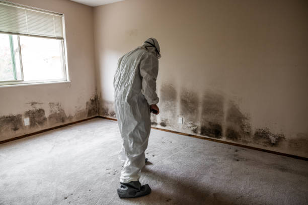 Best Black Mold Removal  in Cheswold, DE