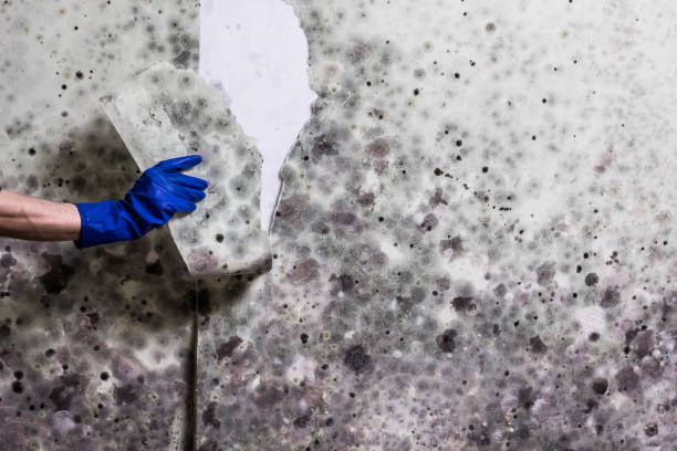 Home Mold Removal in Cheswold, DE