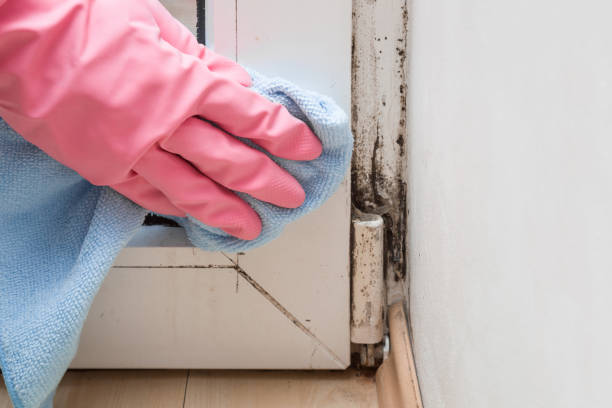 Best Mold Damage Repair  in Cheswold, DE