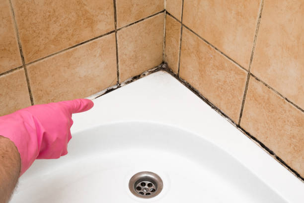 Best Emergency Mold Removal  in Cheswold, DE